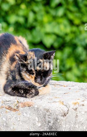Un gatto rosso zenzero tartaruga dorme su uno sfondo verde, spazio di cimosa Foto Stock
