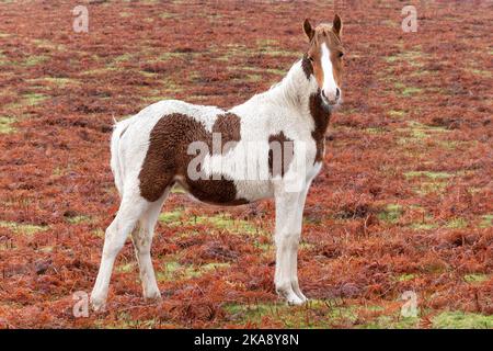 Un libero vagare per il Welsh Mountain Pony o una pannocchia su una felce Autumnal coperta collina nel Brecon Beacons National Park, Galles Foto Stock