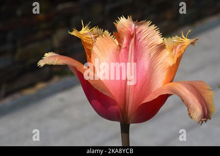 Singolo Tulipa arancione/giallo 'Lambada' (Tulipano frangiato) Fiore coltivato a RHS Garden Rosemoor, Torrington, North Devon, Inghilterra, UK Foto Stock