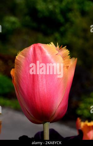 Singolo Tulipa arancione/giallo 'Lambada' (Tulipano frangiato) Fiore coltivato a RHS Garden Rosemoor, Torrington, North Devon, Inghilterra, UK Foto Stock