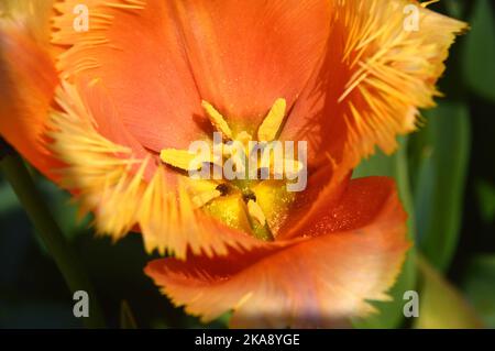 Primo piano di Stamen, pistil e stigma di un tulipa arancione/giallo 'Lambada' (Tulipano fringato) Fiore coltivato a RHS Garden Rosemoor, Torrington, Devon, Regno Unito. Foto Stock