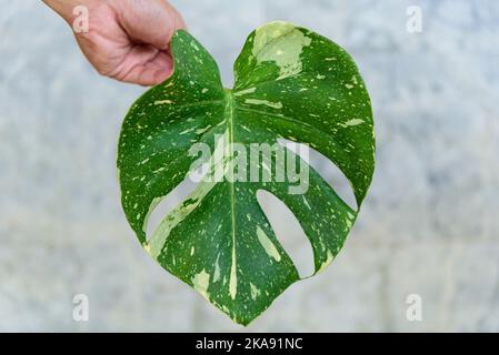 Costellazione tailandese di Monstera nel vaso Foto Stock