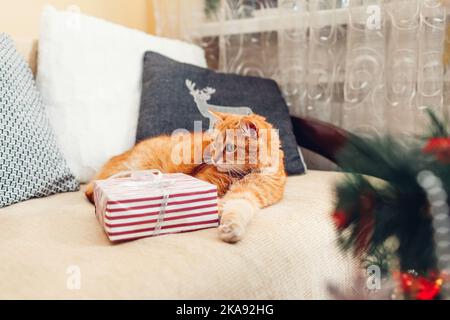 Lo zenzero gatto si rilassa sul divano da albero di Natale a casa con scatola regalo. Presente per gli animali domestici. Vacanze invernali di nuovo anno a casa Foto Stock