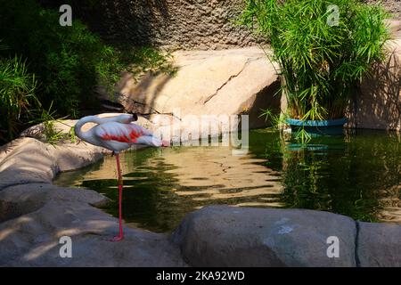 Bel fenicottero sul lago in una soleggiata giornata estiva all'aperto Foto Stock