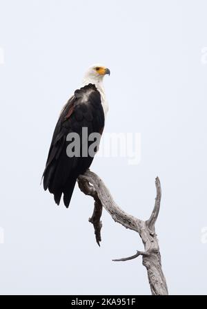 Aquila di pesce africana, voce di Haliaeetus, arroccato in un albero, Moremi Game Reserve, Delta di Okavango, , Botswana Africa. Foto Stock