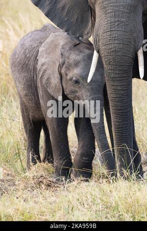 Elefanti africani, elefante madre e bambino, Moremi riserva di caccia, Botswana Africa. Loxodonta africana. Animale bambino. Foto Stock