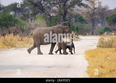 Elefanti africani di madre e bambino che attraversano la strada, Moremi Game Reserve, Okavango Delta, Botswana Africa Foto Stock