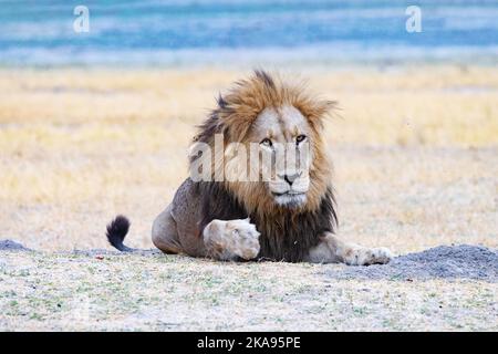 Un leone maschio adulto sdraiato ma allerta, Moremi Game Reserve, Okavango Delta, Botswana Africa; Big Five animale africano e predatore. Foto Stock