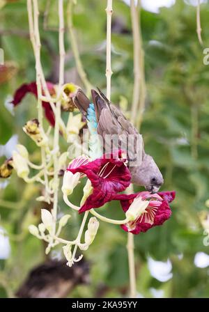 Meyers Parrot, Poicephalus meyeri, o Brown Parrot che si nutrono dai fiori di Kigelia, o l'albero della salsiccia, Moremi Game Reserve, Botswana Africa Foto Stock