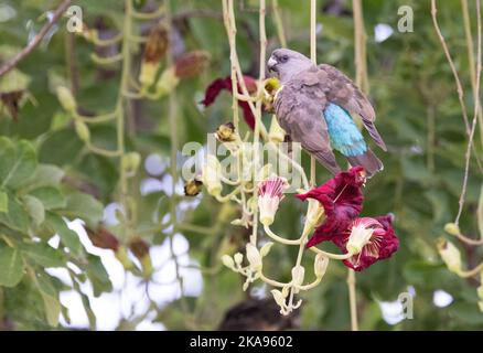 Meyers Parrot, Poicephalus meyeri, o Brown Parrot che si nutrono dai fiori di Kigelia, o l'albero della salsiccia, Moremi Game Reserve, Botswana Africa Foto Stock