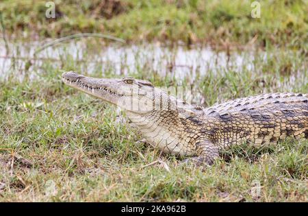 Nilo coccodrillo Africa, Crocodylus niloticus, vista laterale, Moremi Game Reserve, Delta di Okavango, Botswana Africa. Rettile africano. Foto Stock