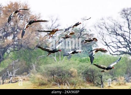 Oca alata a sperone, Plettropterus gambensis. Un gregge di oche alate Spur che volano, Delta di Okavango, Africa del Botswana. Uccelli africani. Foto Stock