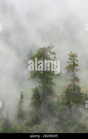 Le nuvole basse e gli alberi di Hemlock di montagna visti da Evergreen Mountain Lookout, Cascade Range, Mt. Baker-Snoqualmie National Forest, stato di Washington, Foto Stock