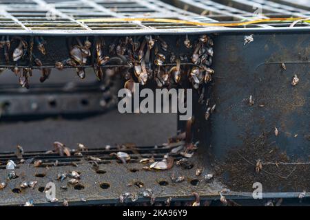 colonia di giovani brachiopodi, biofouling su detriti antropogenici marini (pallet di plastica galleggiante scartato) Foto Stock