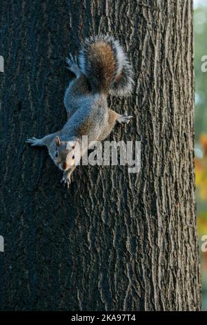 St James's Park, Londra, Regno Unito. 1st novembre 2022. Cute baby grigio scoiattolo su un albero. Foto di Amanda Rose/Alamy Live News Foto Stock