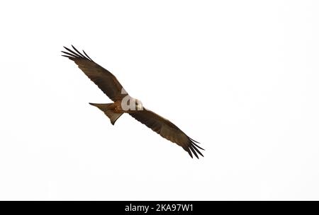 Uccello della preda - aquilone giallo volando; Milvus aegyptius, volando nei cieli sopra Moremi Game Reserve, Botswana, Africa - uccelli africani Foto Stock