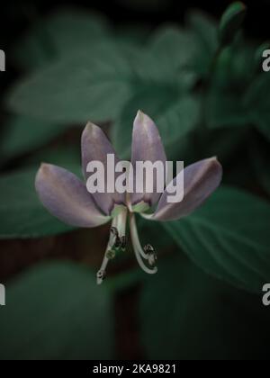 Un primo piano verticale di un fiore di ragno frangiato, Cleome rutidosperma. Messa a fuoco selezionata. Foto Stock