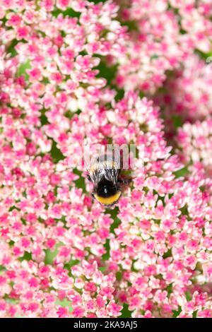 Bumblebee su stabilimento di sedum - UK Foto Stock