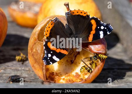 Farfalla dell'Ammiraglio rosso (Vanessa atalanta) e vespe che si nutrono di mele overmature sul tavolo degli uccelli nel giardino del Regno Unito Foto Stock