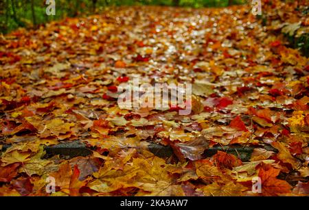 vista ravvicinata di un sentiero forestale con coloratissimo fogliame autunnale di acero e un gradino singolo nella parte anteriore Foto Stock