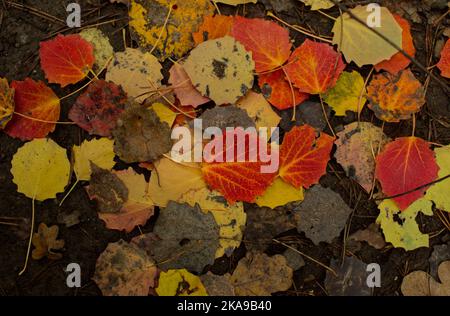 foglie colorate cadute sul terreno in rosso, arancione, giallo e marrone (versione 2) Foto Stock