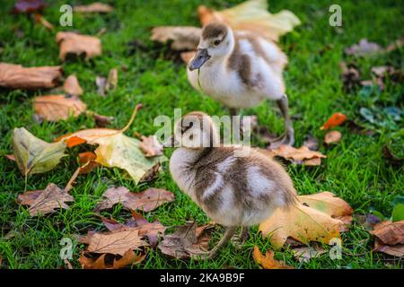 Londra, Regno Unito. 01st Nov 2022. Una famiglia di oche egiziane ha tre piccoli ma sani pettegolani molto tardi l'anno a causa delle temperature calde durante tutto il mese di ottobre. La fauna selvatica e gli escursionisti si godono il caldo sole di fine autunno nel St James' Park questo pomeriggio, con molti alberi che mostrano splendidi colori. Credit: Imageplotter/Alamy Live News Foto Stock