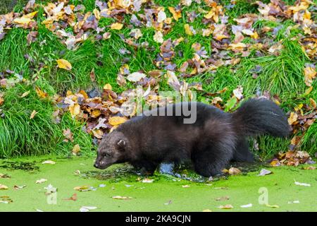 Wolverine / Glutton (Guo gilo) che si forgia in acque poco profonde lungo la riva del lago / banca stagno, nativo della Scandinavia, Russia, Siberia, Canada e Alaska Foto Stock