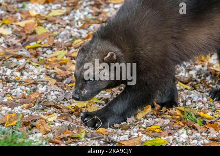 Wolverine / Glutton / carcajou (Guo gilo) foraging, primo piano ritratto, nativo della Scandinavia, Russia occidentale, Siberia, Canada e Alaska Foto Stock