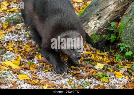 Wolverine / Glutton / carcajou (Guo gilo) foraging, primo piano ritratto, nativo della Scandinavia, Russia occidentale, Siberia, Canada e Alaska Foto Stock