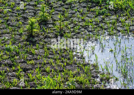 Nuovi germogli di piante in fango secco cracked in letto di lago essiccato causato da siccità prolungata in estate in temperature calde durante l'onda di calore Foto Stock