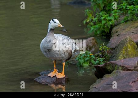 L'oca a testa di bar (Anser indicus / Eulabeia indica) uno degli uccelli più volanti del mondo nativi dell'Asia, ma ha introdotto specie di uccelli esotici in Europa Foto Stock