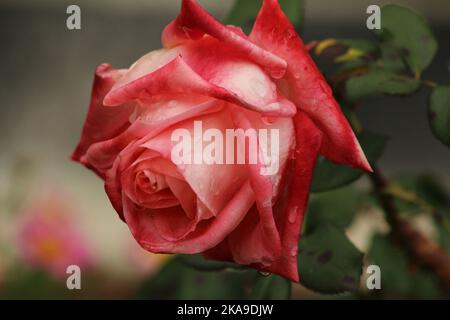 Rosa rossa coperta di rugiada del mattino Foto Stock
