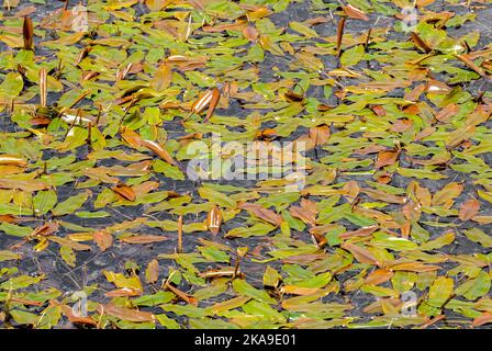 Molte piante Potamogeton Natans sulla superficie dell'acqua, la natura, il lago Foto Stock