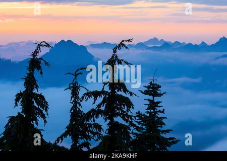 Mountain Hemlocks, Tsuga mertensiana, sopra le nuvole basse al crepuscolo, Evergreen Mountain Lookout, Cascade Range, Mt. Baker-Snoqualmie National Forest, W Foto Stock