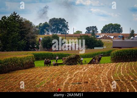 A View of Amish Harvesting There Corn Using Six Horses and Three Men come è stato fatto anni fa in un Sunny Fall Day Foto Stock