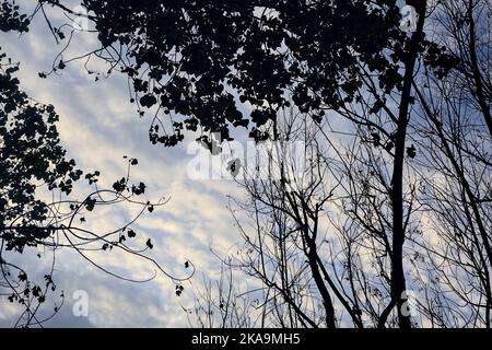 Cime di alberi e un cielo nuvoloso Foto Stock
