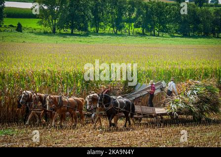 A View of Amish Harvesting There Corn Using Six Horses and Three Men come è stato fatto anni fa in un Sunny Fall Day Foto Stock