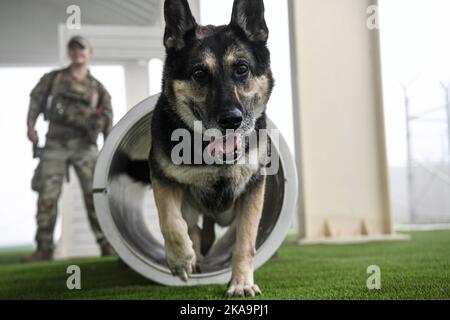 Al Dhafra, Emirati Arabi Uniti. 20th Ott 2022. Adja, un cane militare di lavoro tedesco Shepard assegnato al 380th° Squadrone delle forze di sicurezza esterne, passa attraverso un tubo di addestramento nel 380th° cantiere di obbedienza ESFS, il 20 ottobre 2022 presso la base aerea di al Dhafra, negli Emirati Arabi Uniti. Esercitandosi nel cortile di obbedienza, i gestori possono assicurarsi che la loro MWD abbia familiarità con gli ostacoli differenti in modo da non essere ostacolati da nuovo terreno sul lavoro. Credit: US Air Force/ZUMA Press Wire Service/ZUMAPRESS.com/Alamy Live News Foto Stock