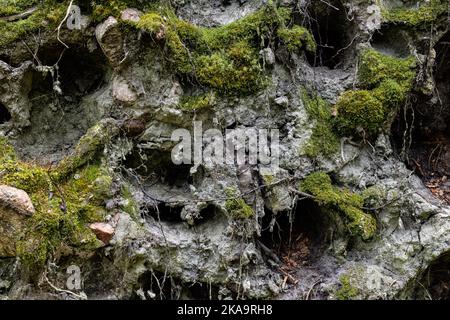 Fango scuro, radici e sfondo muschio verde Foto Stock