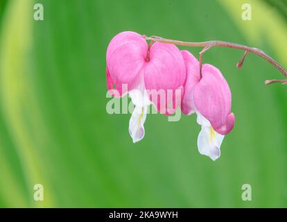 Due fiori di cuore che sbocciano spiccano contro una foglia di Hosta, giardino suburbano, Illinois settentrionale Foto Stock