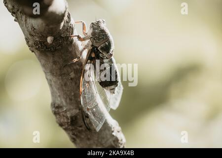 Una cicada siede su un fico in estate, primo piano. Cantando ad alta voce per chiamare la donna. Forte ronzio di cicale. Cicada Lyristes plebejus Foto Stock