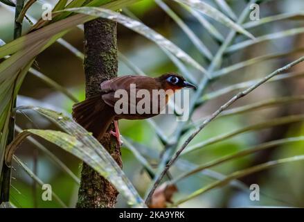 Un Antbird (Gymnopithys rufigula) a gola di Rufous arroccato su un ramo. Manaus, Stato dell'Amazonas, Brasile. Foto Stock