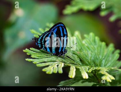 Una farfalla Blue Hair Streak (Thestius sp.) appollaiata su una foglia verde. Manaus, Stato dell'Amazonas, Brasile. Foto Stock