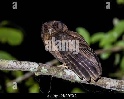 Uno Screech-Owl (Megascops watsonii) dalla panciottola arroccato su un ramo di notte. Parco Nazionale di Amazonia, Stato di Pará, Brasile. Foto Stock