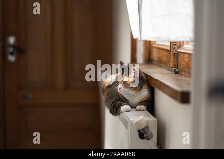 Il gatto infelice giace sul radiatore freddo, che manca di calore durante la stagione di riscaldamento. Clima freddo Foto Stock