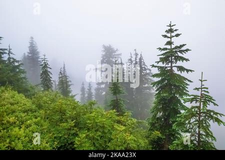 Foresta intorno a Evergreen Mountain Lookout in una mattina nebbia, Mt. Baker–Snoqualmie National Forest, Washington state, Stati Uniti Foto Stock