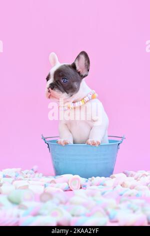Cute blu pied francese Bulldog cane cucciolo in secchio tra i dolci marshmallow su sfondo rosa Foto Stock