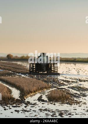 Trattore aratura di un risaie allagato che prepara il terreno per la piantagione nel parco naturale di Albufera, Valencia, Spagna con spazio copia. Concetto agricolo Foto Stock