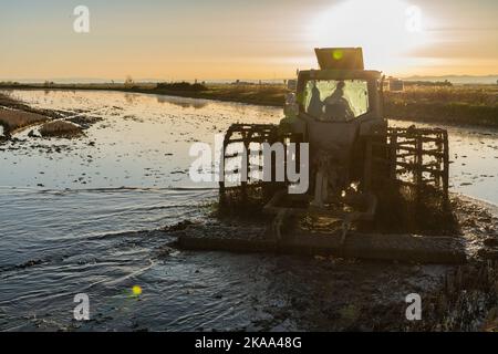 Trattore retroilluminato in un risaie allagato che prepara il terreno per la raccolta nel parco naturale di Albufera, Valencia, Spagna al tramonto. Concetto di agricoltura Foto Stock