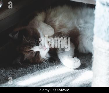 Un bel primo piano di un gattino sonnolento che giace sul pavimento Foto Stock